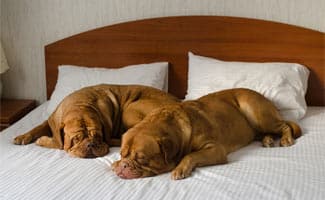 Dogs Sleeping on Hotel Bed