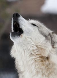 Dog howling