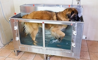 Dog hydrotherapy