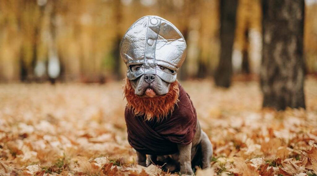 A dog in a Viking costume sitting outside in leaves.