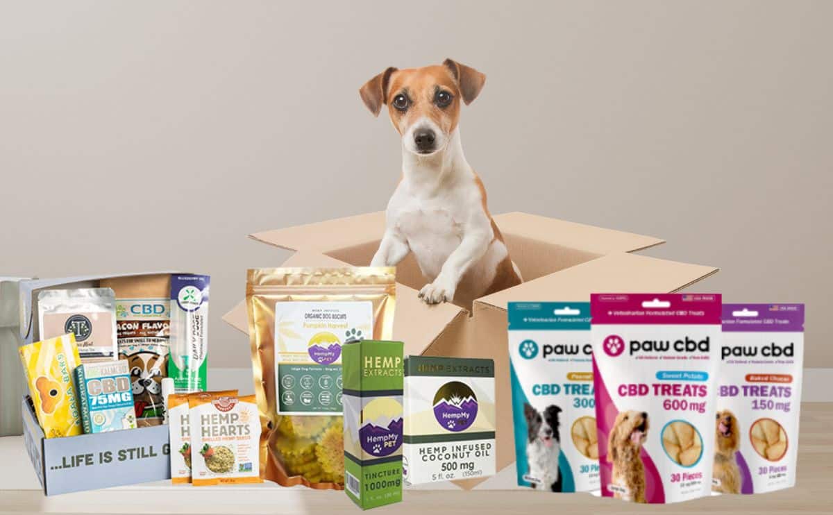 dog in a box with cbd products around it