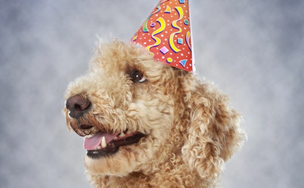 2026 Pet Holidays: The Ultimate List Of Dog Celebrations