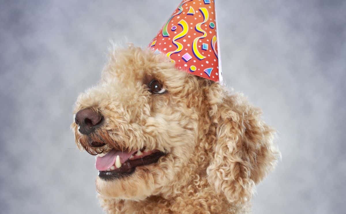 A dog in a party hat.