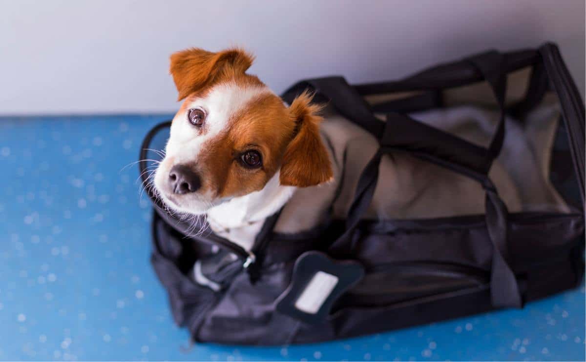 dog in airline approved carrier