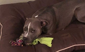 Apiffany's dog on bed