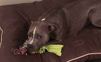 Apiffany's dog on bed
