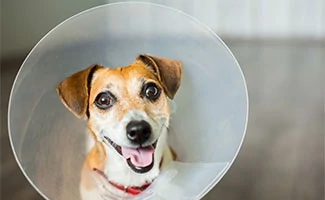 Dog in a cone