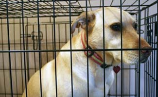 Yellow lab sitting in crate 