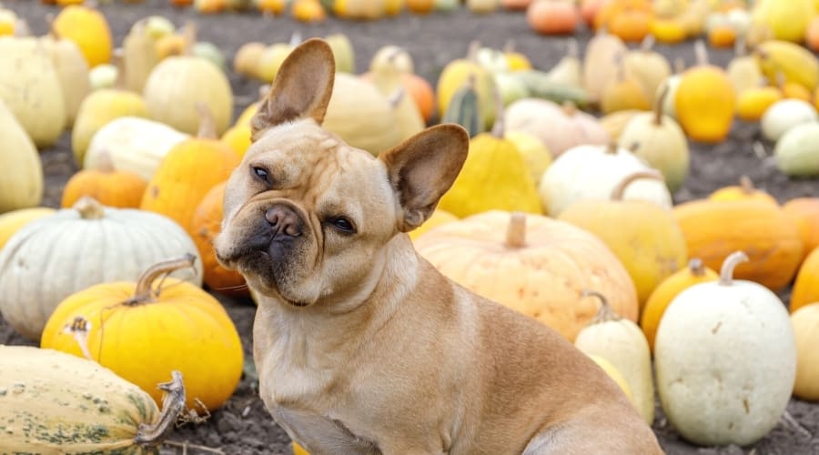 dog in field of squash