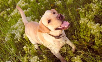 Is The Citronella Dog Collar A Safer Alternative To Electric Shock