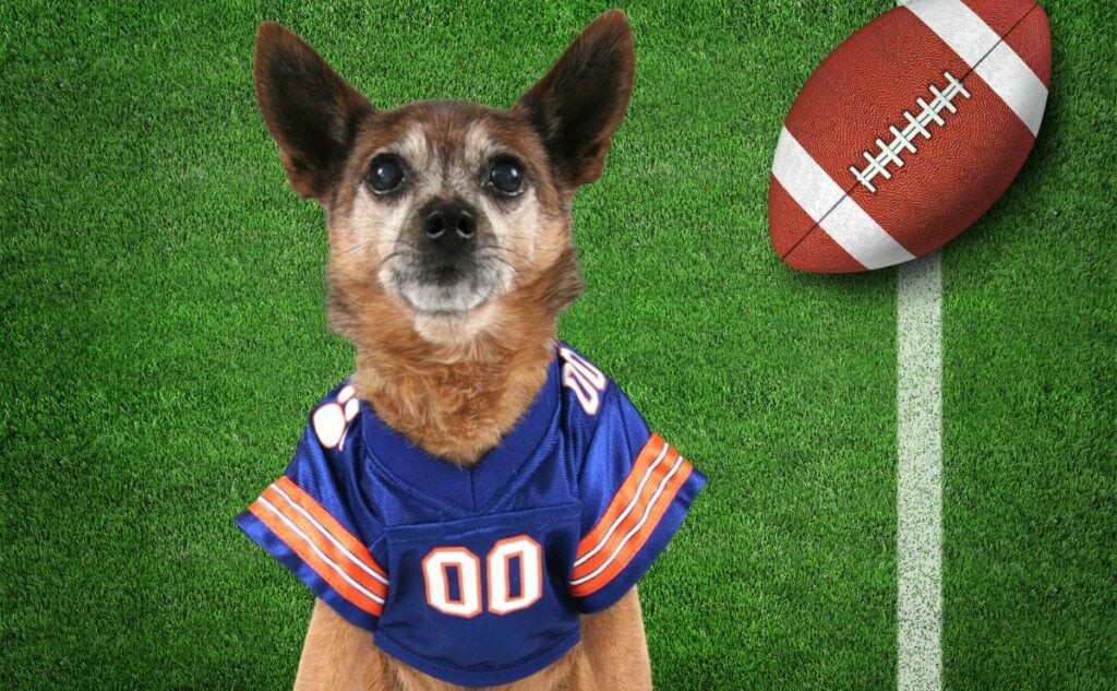 Dog in football jersey on field with football.