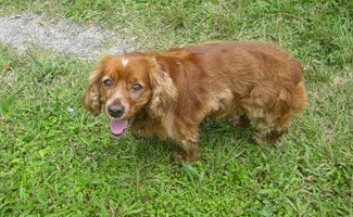 Dog in Grass