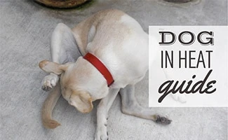 How To Help A Dog In Heat - Pethelpful