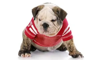 Dog in Jersey