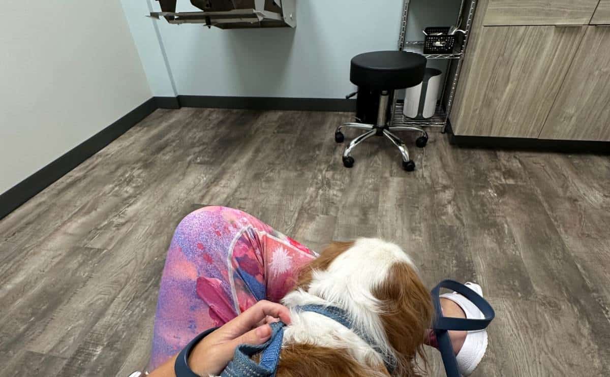 dog in owners lap waiting to see vet