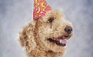 Dog in Party Hat