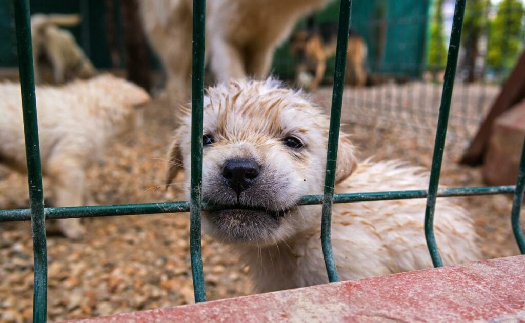 Dog in puppy mill looking sad in cage.