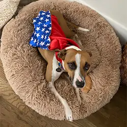 Dog in super hero cape on bed