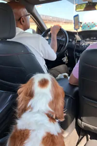 Dog in uber