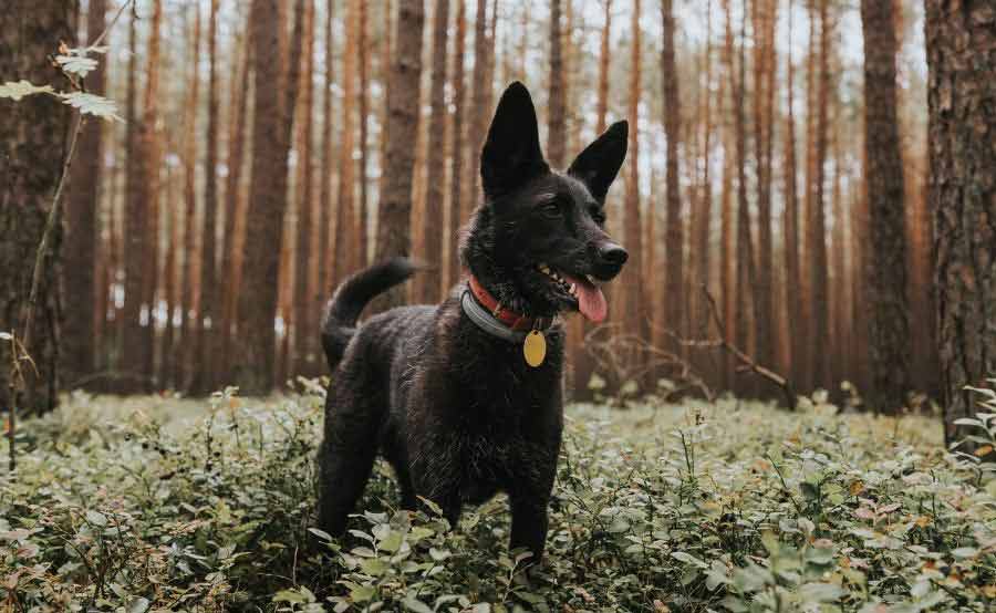 Dog in tall grass in the woods