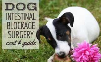 Dog chewing on apple (caption: Dog Intestinal Blockage Surgery Cost & Guide)