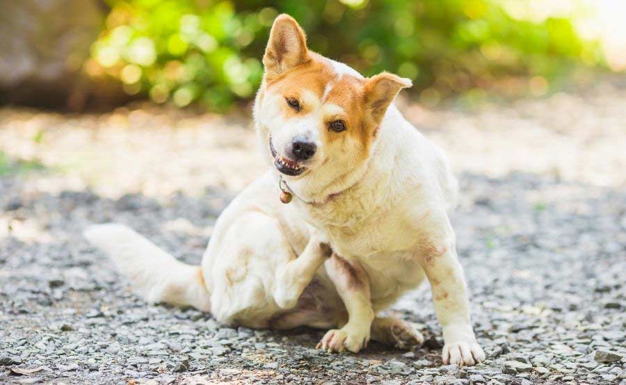 Dog scratching himself on ground