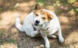 Image showcasing Is Benadryl Safe For Dogs? Everything You Need To Know Before You Dose!