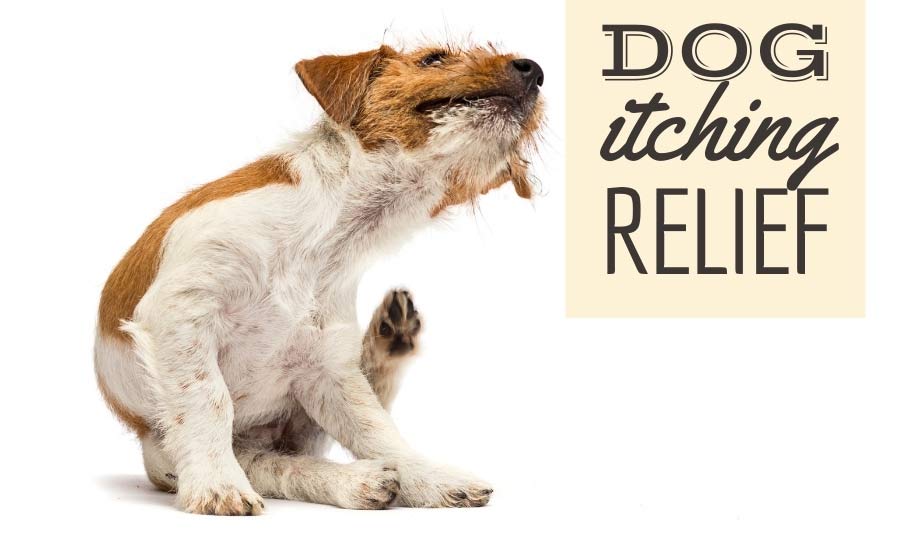 dog itching remedies