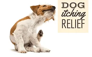 Dog hay fever deals treatment pets at home
