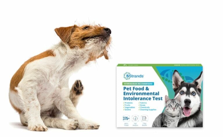 Allergy testing in pets: The best way to deal with allergies? - The ...