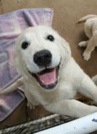 Dog jumping on crate