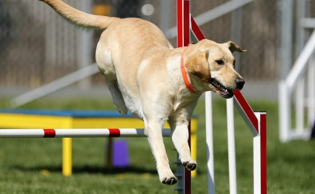 Dog jumping over agility course.