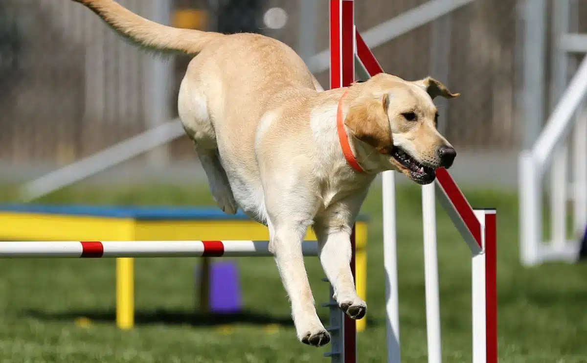 dog jumping over agility course