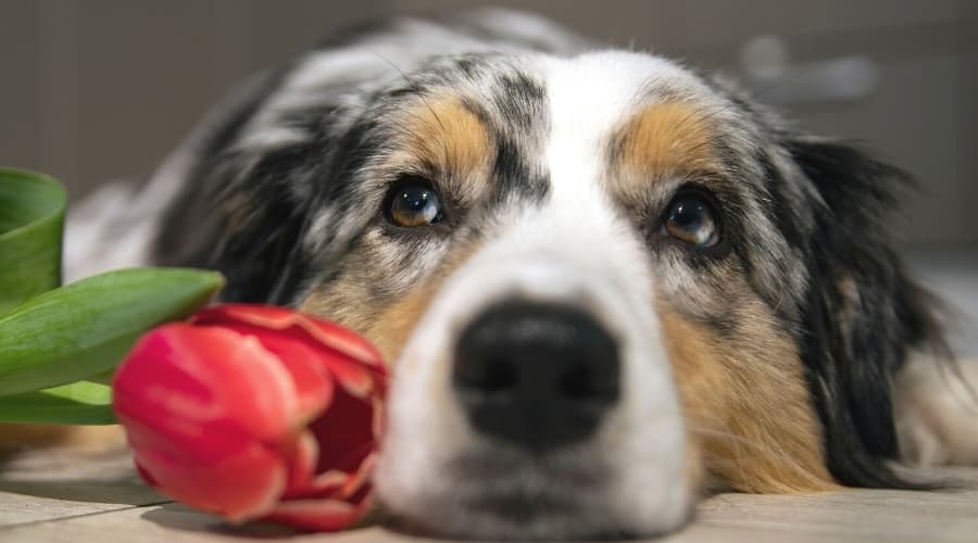 Dog Laying Near Flower