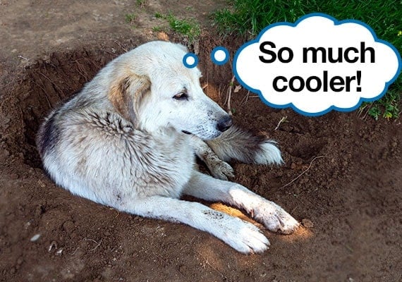 Dog laying in hole that he dug in dirt to cool down on a hot summer day with speech bubble