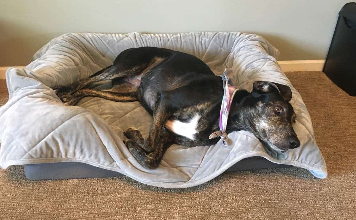 dog laying in petfusion dog bed