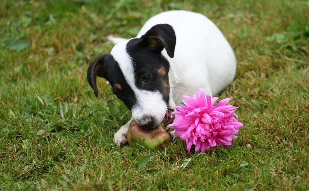 Dog laying in the grass eating a large object.