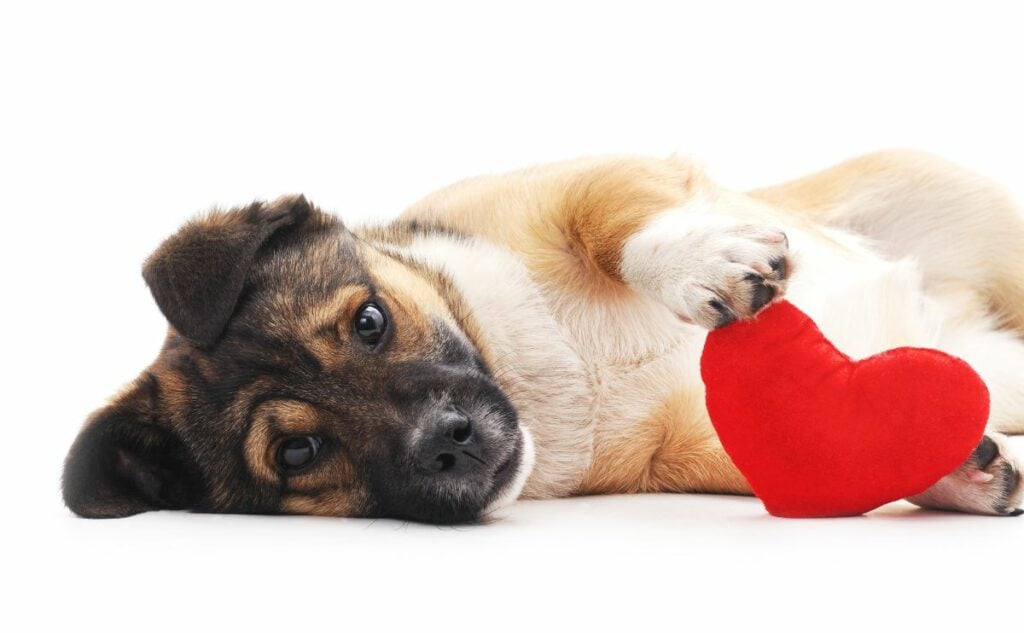 Dog laying next to a heart pillow.