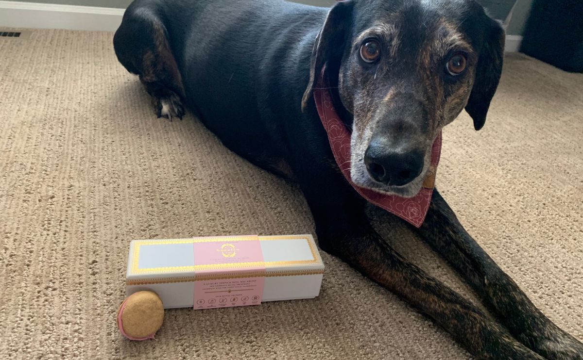 Dog laying next to macrons.