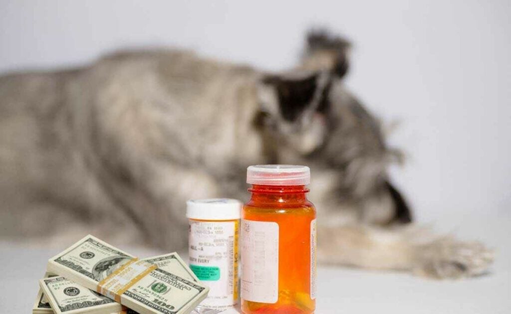 Dog laying with medication and money.
