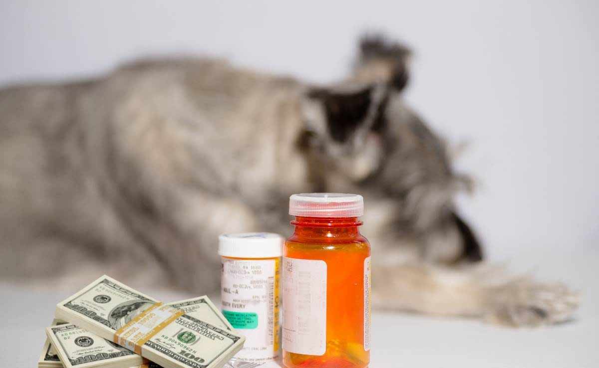 Senior schnauzer dog isolated on white with medications, pills and money.