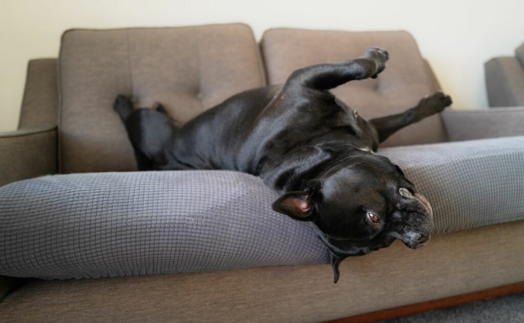 Dog laying on back on a sofa cover on a sofa.