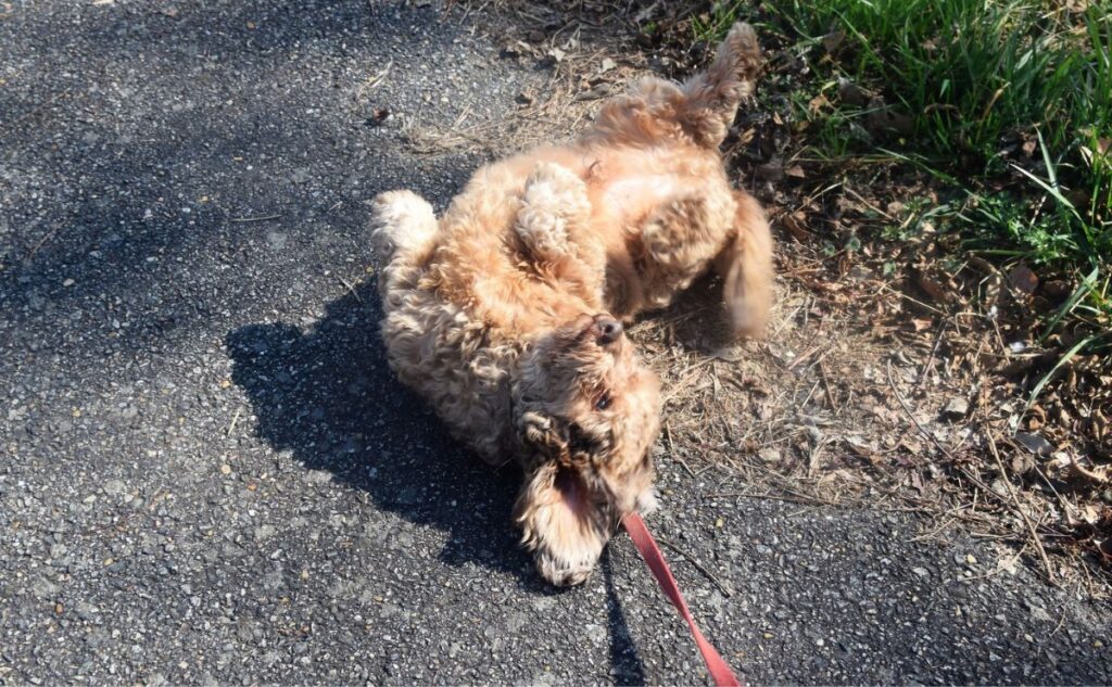 Dog laying on back rolling in poop.