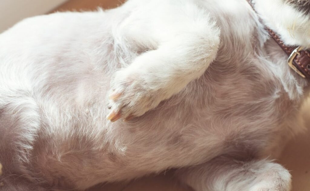 Dog laying on back showing belly.