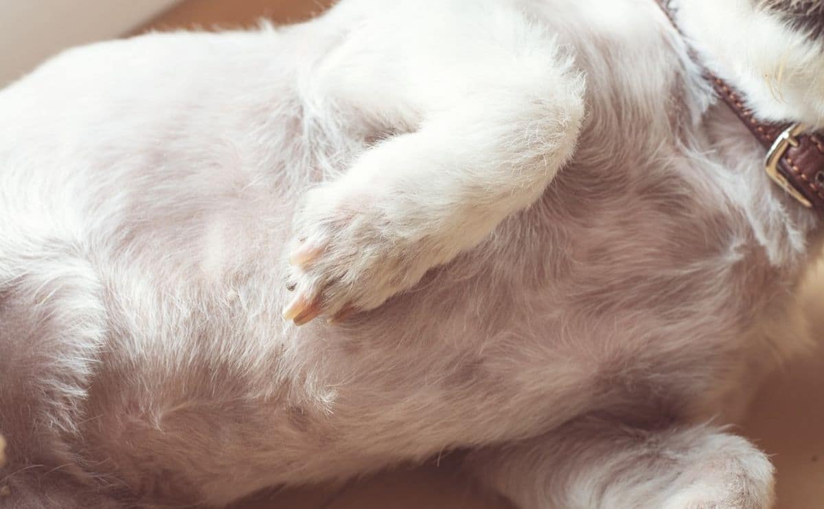 dog laying on back showing belly