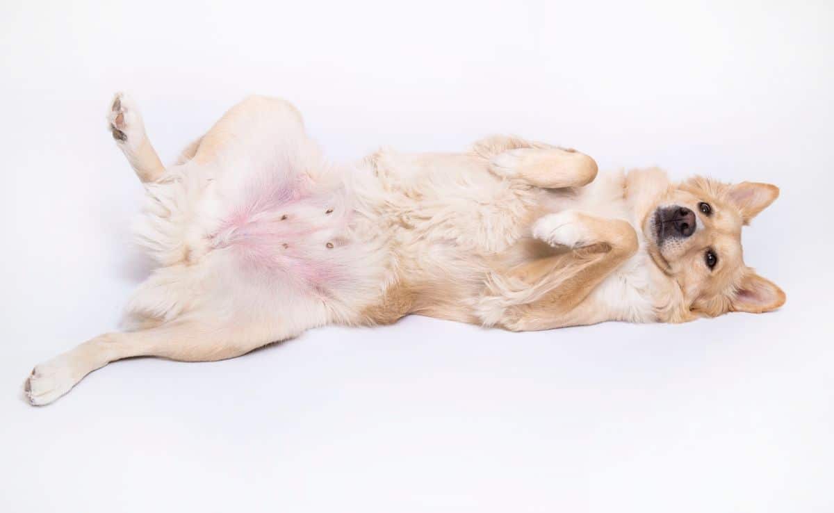 Big white dog laying on back showing nipples