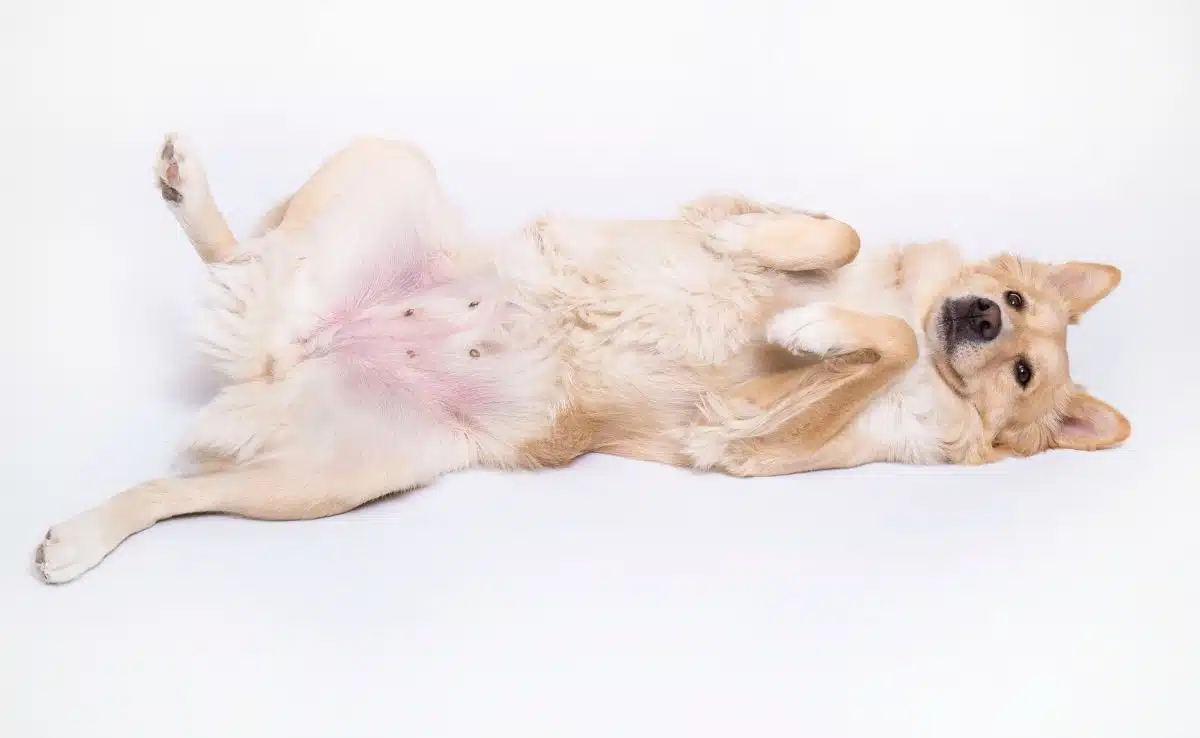 Big white dog laying on back showing nipples