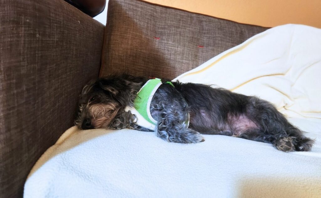 Dog laying on hotel sofa.