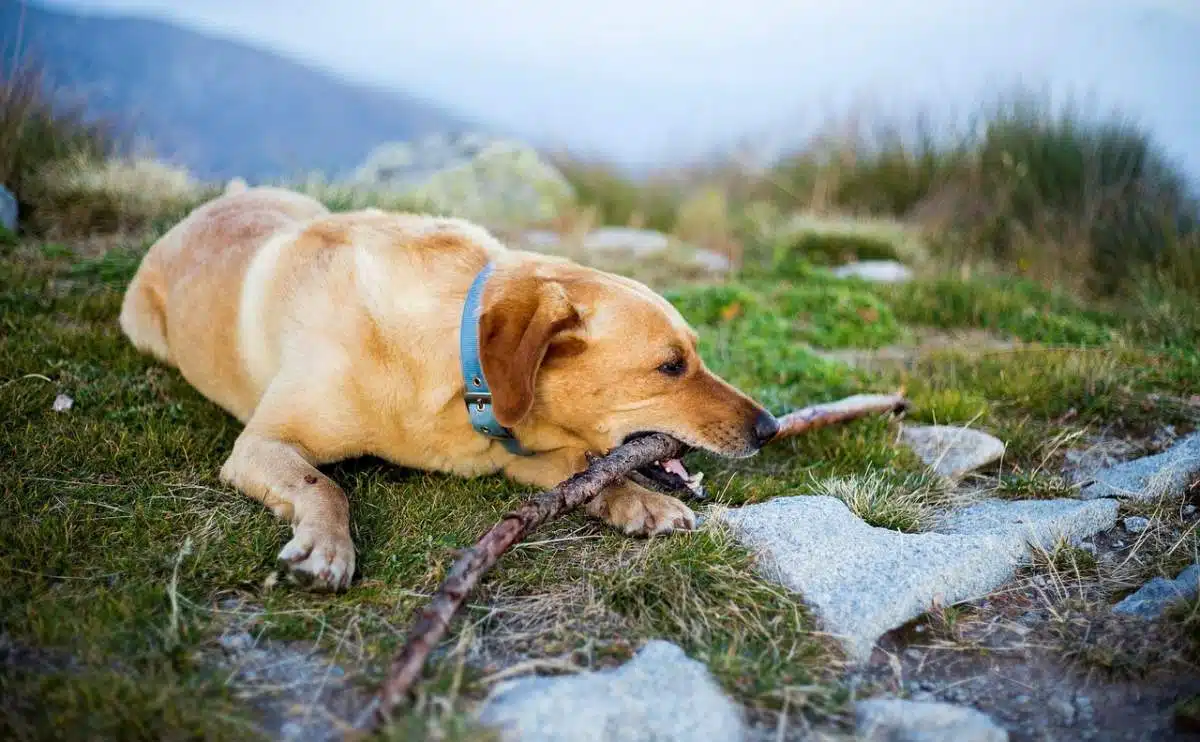 dog laying on the ground while hiking in north carolina