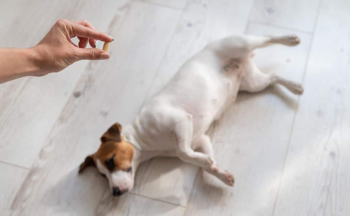 dog laying on the ground with joint pain and person holding supplement pill above dog